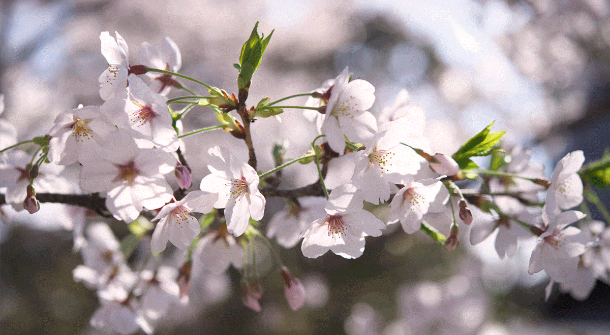 Spring cherry blossoms in Japan.