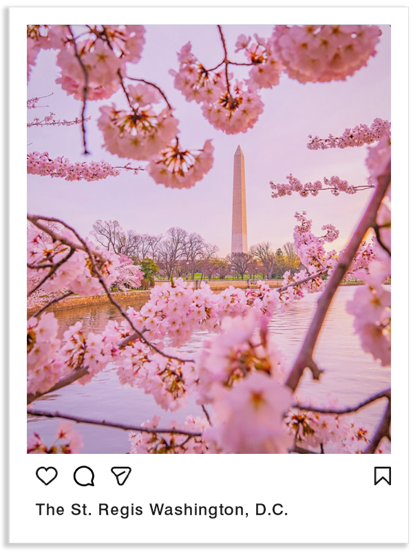 Instagram post showing the cherry blossoms near the St. Regis Washington, D.C.