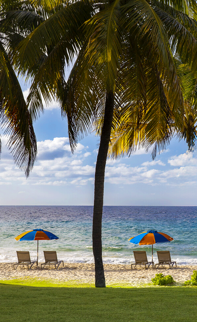 Beach chairs and umbrellas on a beach with palm trees.