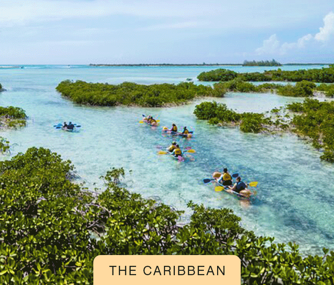 Animation showing people kayaking in Turks & Caicos alongside native iguanas.
